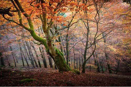 Herbststimmung am Urwaldsteig